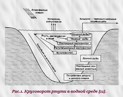 Рис.1. Круговорот ртути в водной среде [11].